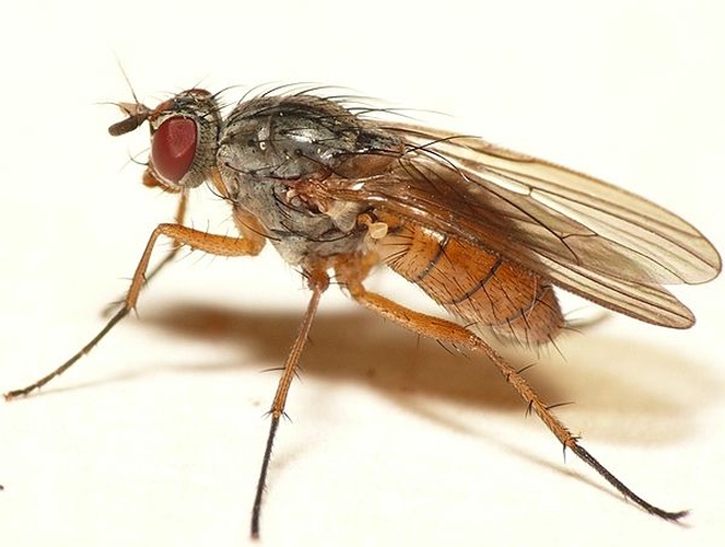 Mycophaga testacea &copy; <table style="width:100%; border:1px solid #aaa; background:#efd; text-align:center"><tbody><tr>
<td>
<a href="//commons.wikimedia.org/wiki/File:Aspitates_ochrearia.jpg" class="image"><img alt="Aspitates ochrearia.jpg" src="https://upload.wikimedia.org/wikipedia/commons/thumb/b/bc/Aspitates_ochrearia.jpg/55px-Aspitates_ochrearia.jpg" decoding="async" width="55" height="41" srcset="https://upload.wikimedia.org/wikipedia/commons/thumb/b/bc/Aspitates_ochrearia.jpg/83px-Aspitates_ochrearia.jpg 1.5x, https://upload.wikimedia.org/wikipedia/commons/thumb/b/bc/Aspitates_ochrearia.jpg/110px-Aspitates_ochrearia.jpg 2x" data-file-width="800" data-file-height="600"></a>
</td>
<td>This image is created by user <a rel="nofollow" class="external text" href="http://waarneming.nl/user/photos/19474">Dick Belgers</a> at <a rel="nofollow" class="external text" href="http://waarneming.nl/">waarneming.nl</a>, a source of nature observations in the Netherlands.
</td>
</tr></tbody></table>