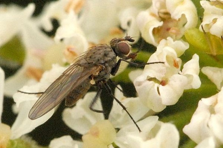 Paradelia intersecta &copy; James K. Lindsey