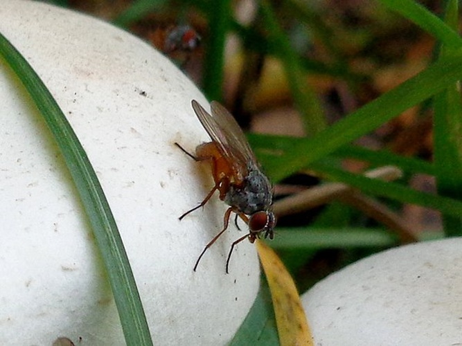 Pegomya bicolor © <a href="//commons.wikimedia.org/wiki/User:AfroBrazilian" title="User:AfroBrazilian">AfroBrazilian</a>