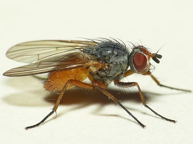 Pegomya solennis &copy; <table style="width:100%; border:1px solid #aaa; background:#efd; text-align:center"><tbody><tr>
<td>
<a href="//commons.wikimedia.org/wiki/File:Aspitates_ochrearia.jpg" class="image"><img alt="Aspitates ochrearia.jpg" src="https://upload.wikimedia.org/wikipedia/commons/thumb/b/bc/Aspitates_ochrearia.jpg/55px-Aspitates_ochrearia.jpg" decoding="async" width="55" height="41" srcset="https://upload.wikimedia.org/wikipedia/commons/thumb/b/bc/Aspitates_ochrearia.jpg/83px-Aspitates_ochrearia.jpg 1.5x, https://upload.wikimedia.org/wikipedia/commons/thumb/b/bc/Aspitates_ochrearia.jpg/110px-Aspitates_ochrearia.jpg 2x" data-file-width="800" data-file-height="600"></a>
</td>
<td>This image is created by user <a rel="nofollow" class="external text" href="http://waarneming.nl/user/photos/19474">Dick Belgers</a> at <a rel="nofollow" class="external text" href="http://waarneming.nl/">waarneming.nl</a>, a source of nature observations in the Netherlands.
</td>
</tr></tbody></table>