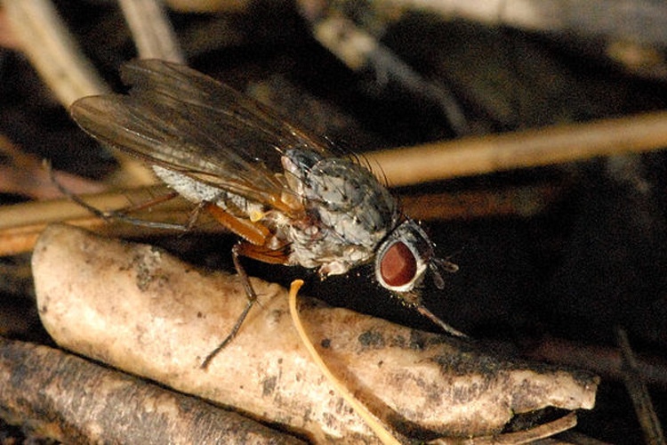 Pegomya testacea © James K. Lindsey