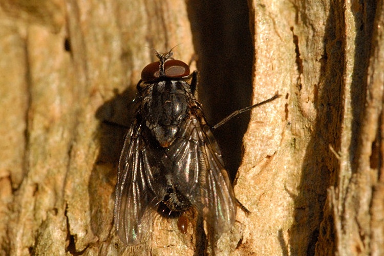 Muscina levida © James K. Lindsey