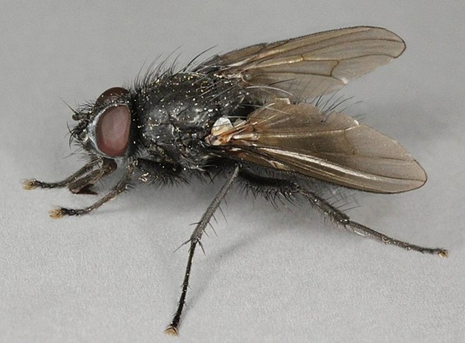 Drymeia hamata © <a rel="nofollow" class="external text" href="https://www.flickr.com/people/130093583@N04">Janet Graham</a>