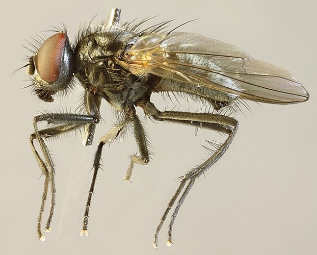 Hydrotaea albipuncta © <a rel="nofollow" class="external text" href="https://www.flickr.com/people/130093583@N04">Janet Graham</a>