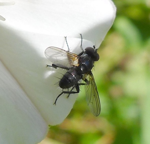 Hydrotaea irritans © <a rel="nofollow" class="external text" href="https://www.flickr.com/people/43272765@N04">gailhampshire</a> from Cradley, Malvern, U.K