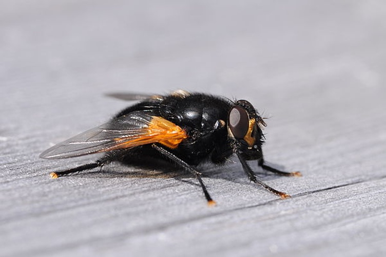 Mesembrina meridiana © <a href="//commons.wikimedia.org/wiki/User:LivingShadow" title="User:LivingShadow">Simon A. Eugster</a>