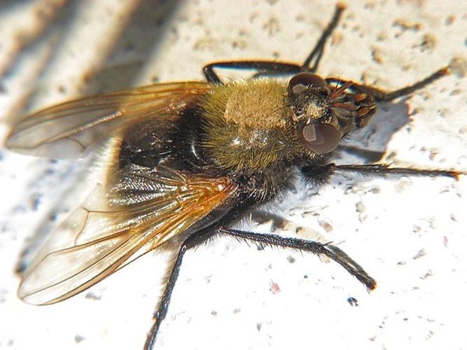 Mesembrina mystacea © J. Lång