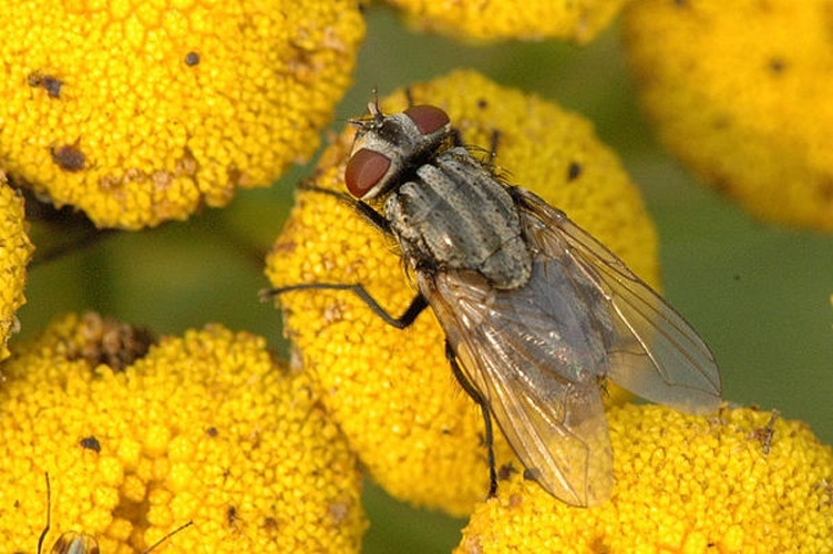 Musca autumnalis &copy; James K. Lindsey