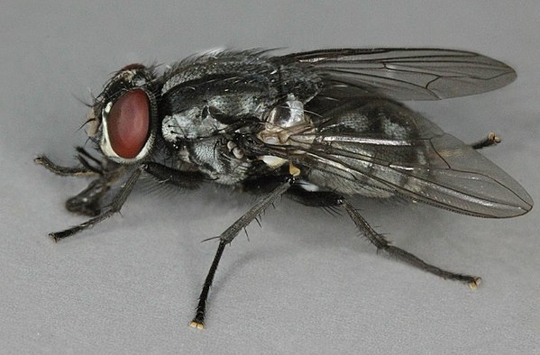 Morellia simplex &copy; <a rel="nofollow" class="external text" href="https://www.flickr.com/people/130093583@N04">Janet Graham</a>