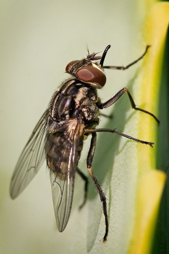 Stable fly © <a href="//commons.wikimedia.org/wiki/User:Fir0002" title="User:Fir0002">User:Fir0002</a>