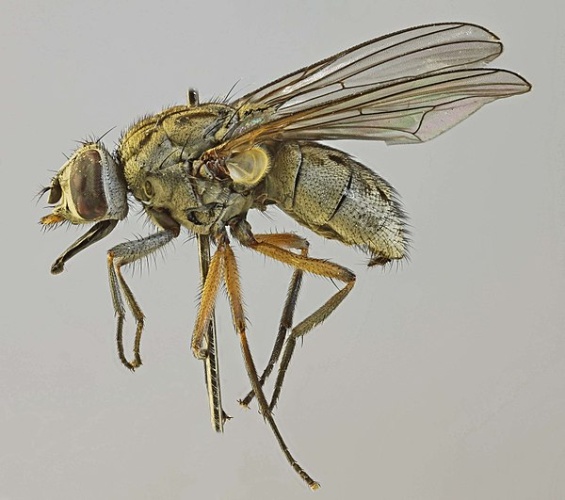 Haematobosca stimulans © <a rel="nofollow" class="external text" href="https://www.flickr.com/people/130093583@N04">Janet Graham</a>