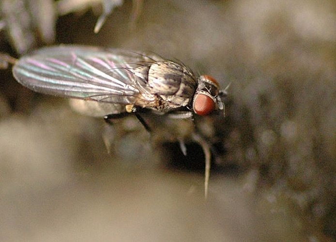 Phaonia palpata © James K. Lindsey