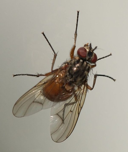 Phaonia subventa &copy; <a href="//commons.wikimedia.org/wiki/User:Sarefo" title="User:Sarefo">Sarefo</a>