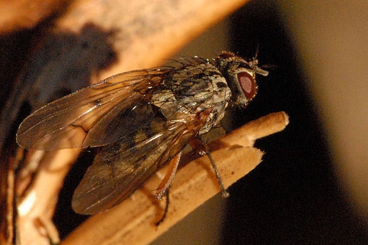 Phaonia tuguriorum © James K. Lindsey