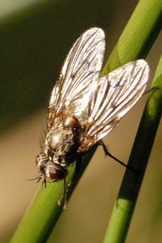 Helina evecta © James K. Lindsey