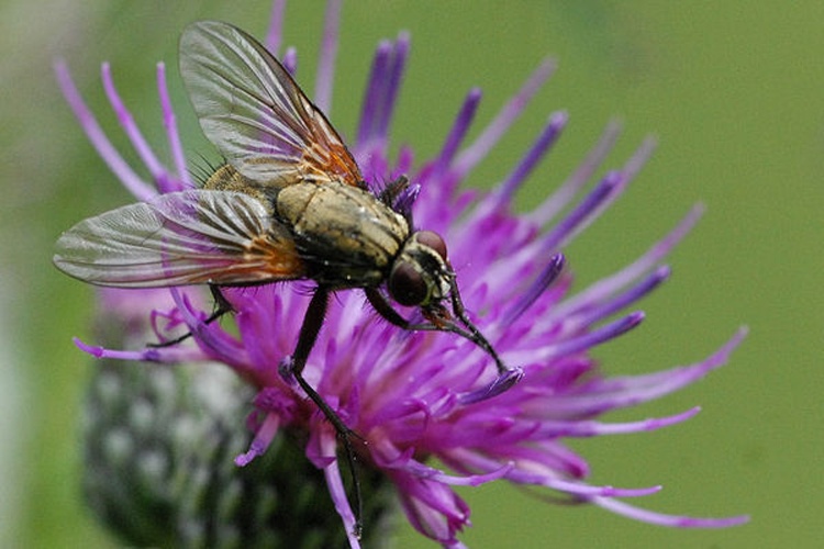 Helina reversio © James K. Lindsey