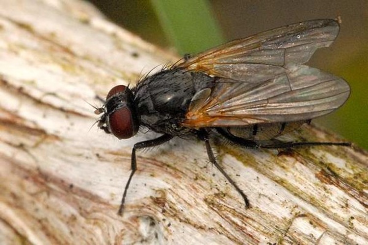 Mydaea ancilla © James K. Lindsey