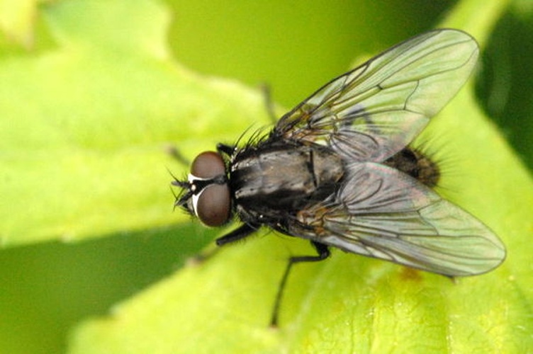 Myospila meditabunda &copy; James K. Lindsey