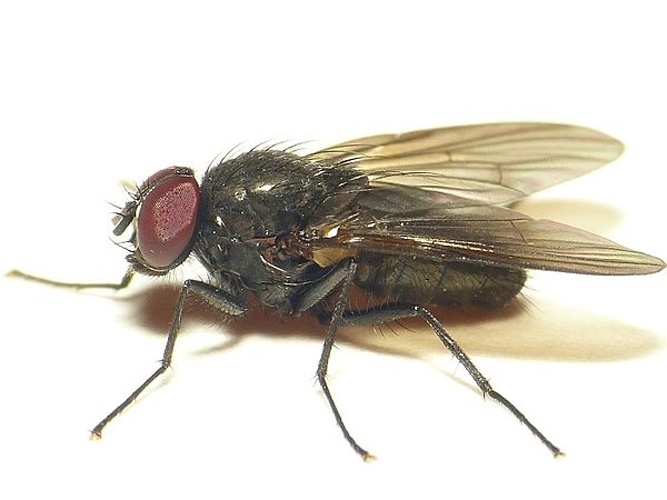 Hebecnema nigra &copy; <table style="width:100%; border:1px solid #aaa; background:#efd; text-align:center"><tbody><tr>
<td>
<a href="//commons.wikimedia.org/wiki/File:Aspitates_ochrearia.jpg" class="image"><img alt="Aspitates ochrearia.jpg" src="https://upload.wikimedia.org/wikipedia/commons/thumb/b/bc/Aspitates_ochrearia.jpg/55px-Aspitates_ochrearia.jpg" decoding="async" width="55" height="41" srcset="https://upload.wikimedia.org/wikipedia/commons/thumb/b/bc/Aspitates_ochrearia.jpg/83px-Aspitates_ochrearia.jpg 1.5x, https://upload.wikimedia.org/wikipedia/commons/thumb/b/bc/Aspitates_ochrearia.jpg/110px-Aspitates_ochrearia.jpg 2x" data-file-width="800" data-file-height="600"></a>
</td>
<td>This image is created by user <a rel="nofollow" class="external text" href="http://waarneming.nl/user/photos/19474">Dick Belgers</a> at <a rel="nofollow" class="external text" href="http://waarneming.nl/">waarneming.nl</a>, a source of nature observations in the Netherlands.
</td>
</tr></tbody></table>