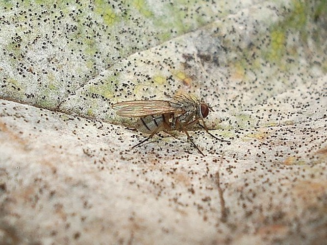 Coenosia tigrina &copy; <a href="//commons.wikimedia.org/wiki/User:AfroBrazilian" title="User:AfroBrazilian">AfroBrazilian</a>