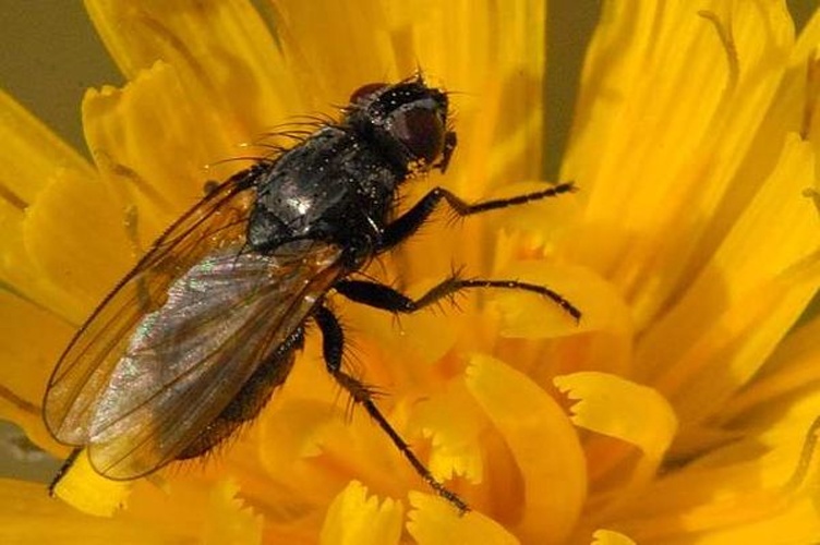 Fannia lustrator &copy; James K. Lindsey