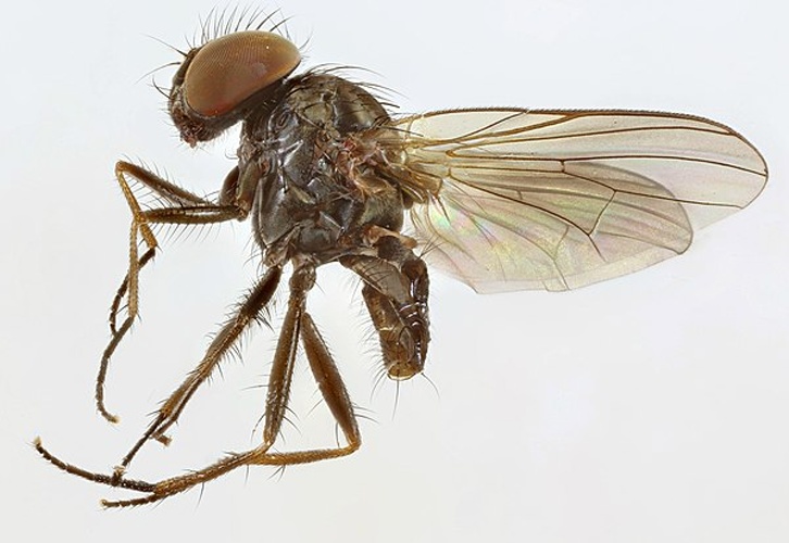 Fannia pallitibia &copy; <a rel="nofollow" class="external text" href="https://www.flickr.com/people/149164524@N06">janet graham</a>