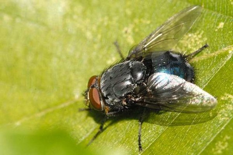 Protocalliphora azurea &copy; James K. Lindsey