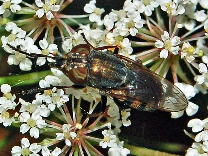 Stomorhina lunata &copy; <a href="//commons.wikimedia.org/wiki/User:Hectonichus" title="User:Hectonichus">Hectonichus</a>