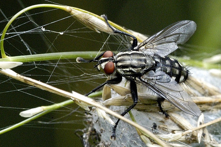 Sarcophaga carnaria © James K. Lindsey