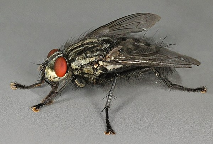 Sarcophaga subvicina © <a rel="nofollow" class="external text" href="https://www.flickr.com/people/130093583@N04">Janet Graham</a>