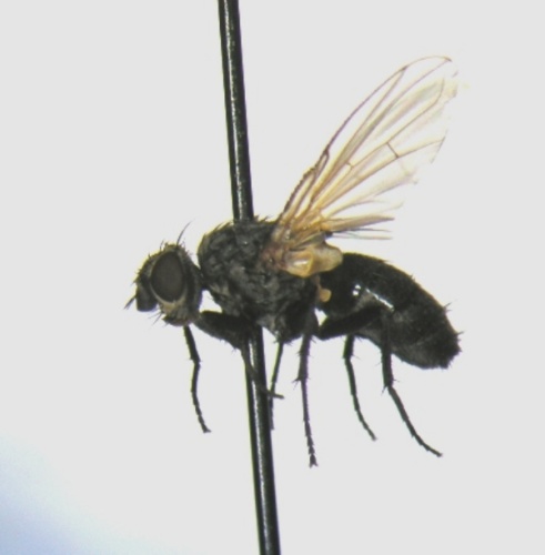 Phytomyptera zonella © R. Siloaho
