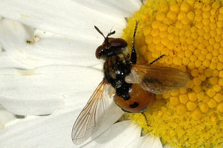 Gymnosoma nudifrons &copy; James K. Lindsey