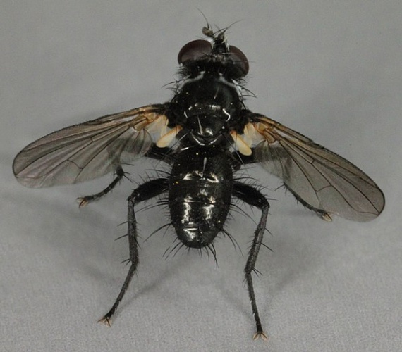 Phania funesta © <a rel="nofollow" class="external text" href="https://www.flickr.com/people/130093583@N04">Janet Graham</a>