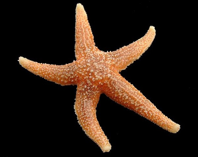 Common starfish &copy; <div class="fn value">
<a href="//commons.wikimedia.org/wiki/User:Biopics" title="User:Biopics">Hans Hillewaert</a>
</div>