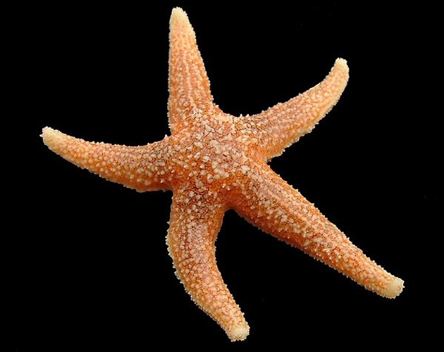 Common starfish © <div class="fn value">
<a href="//commons.wikimedia.org/wiki/User:Biopics" title="User:Biopics">Hans Hillewaert</a>
</div>