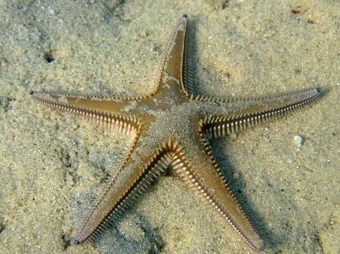 Astropecten bispinosus © <a href="//commons.wikimedia.org/wiki/User:Rpillon" title="User:Rpillon">Rpillon</a>