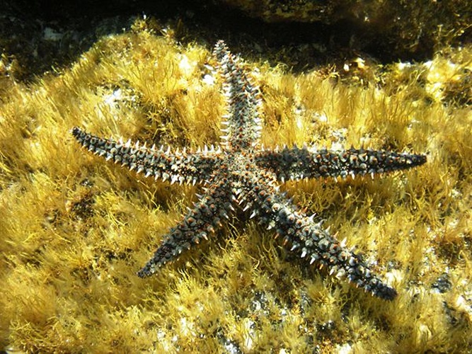 Marthasterias glacialis &copy; <a href="//commons.wikimedia.org/wiki/User:Esculapio" class="mw-redirect" title="User:Esculapio">tato grasso</a>