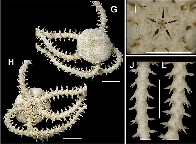 Amphipholis squamata © Gondim AI, Alonso C, Dias TLP, Manso CLC, Christoffersen ML (2013) A taxonomic guide to the brittlestars(Echinodermata, Ophiuroidea) from the State of Paraíba continental shelf, Northeastern Brazil. ZooKeys 307: 45–96. doi: 10.3897/zookeys.307.4673