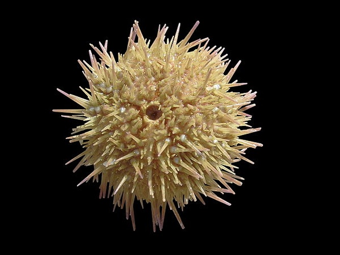 Psammechinus miliaris © <div class="fn value">
<a href="//commons.wikimedia.org/wiki/User:Biopics" title="User:Biopics">Hans Hillewaert</a>
</div>