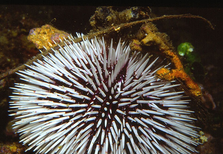 Sphaerechinus granularis &copy; <a href="//commons.wikimedia.org/w/index.php?title=User:Parent_G%C3%A9ry&amp;action=edit&amp;redlink=1" class="new" title="User:Parent Géry (page does not exist)">Parent Géry</a>