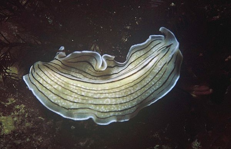 Prostheceraeus vittatus © <a href="//commons.wikimedia.org/w/index.php?title=User:Parent_G%C3%A9ry&amp;action=edit&amp;redlink=1" class="new" title="User:Parent Géry (page does not exist)">Parent Géry</a>