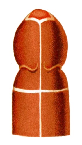 Tubulanus annulatus &copy; Louis Marie Adolphe Olivier Édouard Joubin (1861–1935)