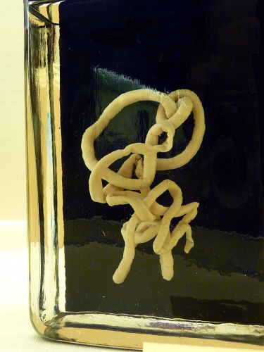 Lineus longissimus &copy; <table style="margin: 1.5em auto; width:60%; background-color:#CCCCCC; border:2px solid #aaaaaa; padding:1px;" cellspacing="10"><tbody><tr>
<td align="center">
<a href="//commons.wikimedia.org/wiki/File:Dialog-warning.svg" class="image"><img alt="Dialog-warning.svg" src="https://upload.wikimedia.org/wikipedia/commons/thumb/6/6e/Dialog-warning.svg/80px-Dialog-warning.svg.png" decoding="async" width="80" height="80" srcset="https://upload.wikimedia.org/wikipedia/commons/thumb/6/6e/Dialog-warning.svg/120px-Dialog-warning.svg.png 1.5x, https://upload.wikimedia.org/wikipedia/commons/thumb/6/6e/Dialog-warning.svg/160px-Dialog-warning.svg.png 2x" data-file-width="48" data-file-height="48"></a>
</td>
<td>
<b>This illustration</b> <b>was made by</b> <i><b><a href="//commons.wikimedia.org/wiki/User:Citron" title="User:Citron"><b>Citron</b></a></b></i>
<p>You must credit this : <i>Citron / CC-BY-SA-3.0</i>
</p>
</td>
</tr></tbody></table>