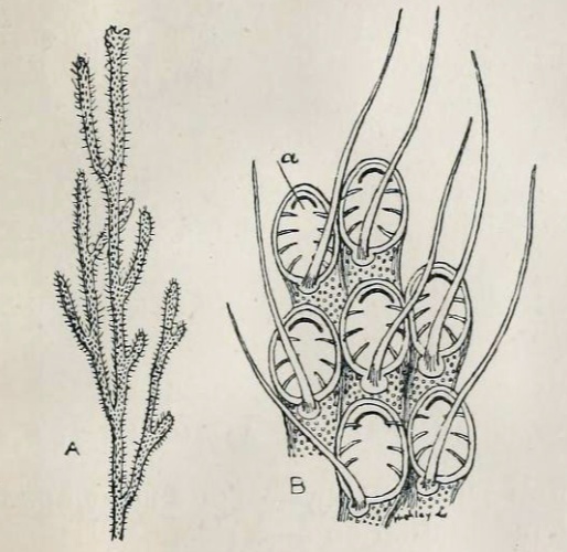 Electra pilosa © British Museum