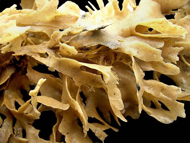 Flustra foliacea © <div class="fn value">
<a href="//commons.wikimedia.org/wiki/User:Biopics" title="User:Biopics">Hans Hillewaert</a>
</div>