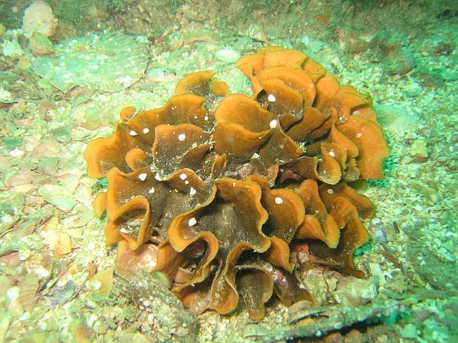 Pentapora fascialis © This photo has been taken by <b><a href="//commons.wikimedia.org/wiki/User:Mirgolth" title="User:Mirgolth">Matthieu Sontag</a></b> (User:Mirgolth) and released under the licenses stated below. You are free to use it for any purpose as long as you credit me as author, Wikimedia Commons as site and follow the terms of the licenses. Could you be kind enough to <a href="https://fr.wikipedia.org/wiki/Discussion_Utilisateur:Mirgolth" class="extiw" title="fr:Discussion Utilisateur:Mirgolth">leave me a message on this page</a> to inform me about your use of this picture.