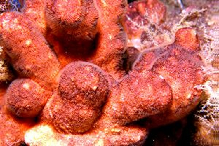 Schizobrachiella sanguinea &copy; Massimiliano DE MARTINO