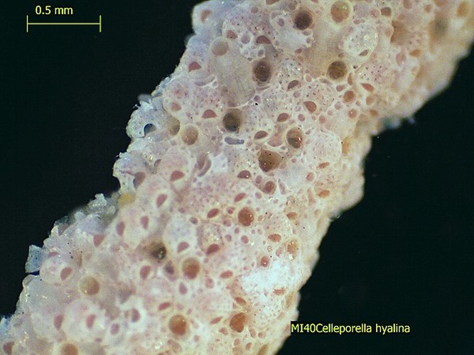 Celleporella hyalina © <a rel="nofollow" class="external text" href="https://www.flickr.com/photos/ecologywa/">EcologyWA</a>