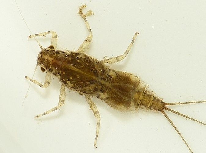 Caenis robusta © <table style="width:100%; border:1px solid #aaa; background:#efd; text-align:center"><tbody><tr>
<td>
<a href="//commons.wikimedia.org/wiki/File:Aspitates_ochrearia.jpg" class="image"><img alt="Aspitates ochrearia.jpg" src="https://upload.wikimedia.org/wikipedia/commons/thumb/b/bc/Aspitates_ochrearia.jpg/55px-Aspitates_ochrearia.jpg" decoding="async" width="55" height="41" srcset="https://upload.wikimedia.org/wikipedia/commons/thumb/b/bc/Aspitates_ochrearia.jpg/83px-Aspitates_ochrearia.jpg 1.5x, https://upload.wikimedia.org/wikipedia/commons/thumb/b/bc/Aspitates_ochrearia.jpg/110px-Aspitates_ochrearia.jpg 2x" data-file-width="800" data-file-height="600"></a>
</td>
<td>This image is created by user <a rel="nofollow" class="external text" href="http://waarneming.nl/user/photos/19474">Dick Belgers</a> at <a rel="nofollow" class="external text" href="http://waarneming.nl/">waarneming.nl</a>, a source of nature observations in the Netherlands.
</td>
</tr></tbody></table>