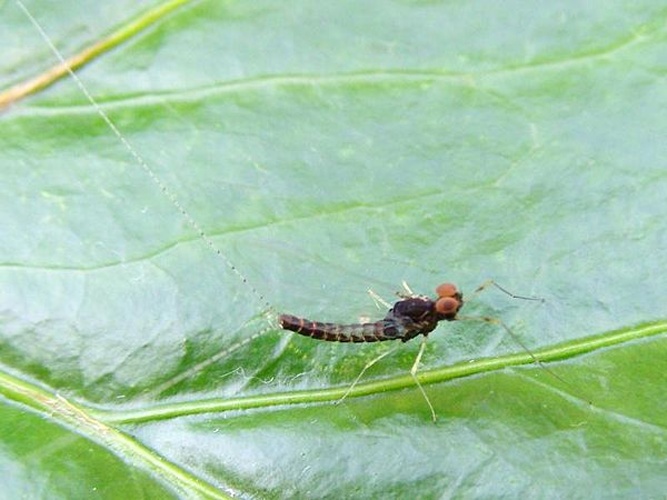 Centroptilum luteolum &copy; <table style="width:100%; border:1px solid #aaa; background:#efd; text-align:center"><tbody><tr>
<td>
<a href="//commons.wikimedia.org/wiki/File:Aspitates_ochrearia.jpg" class="image"><img alt="Aspitates ochrearia.jpg" src="https://upload.wikimedia.org/wikipedia/commons/thumb/b/bc/Aspitates_ochrearia.jpg/55px-Aspitates_ochrearia.jpg" decoding="async" width="55" height="41" srcset="https://upload.wikimedia.org/wikipedia/commons/thumb/b/bc/Aspitates_ochrearia.jpg/83px-Aspitates_ochrearia.jpg 1.5x, https://upload.wikimedia.org/wikipedia/commons/thumb/b/bc/Aspitates_ochrearia.jpg/110px-Aspitates_ochrearia.jpg 2x" data-file-width="800" data-file-height="600"></a>
</td>
<td>This image is created by user <a rel="nofollow" class="external text" href="http://waarneming.nl/user/photos/50919">Theo Aaldijk</a> at <a rel="nofollow" class="external text" href="http://waarneming.nl/">waarneming.nl</a>, a source of nature observations in the Netherlands.
</td>
</tr></tbody></table>